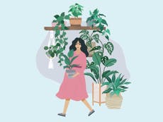 Houseplant Week: An expert guide to the best indoor greenery 