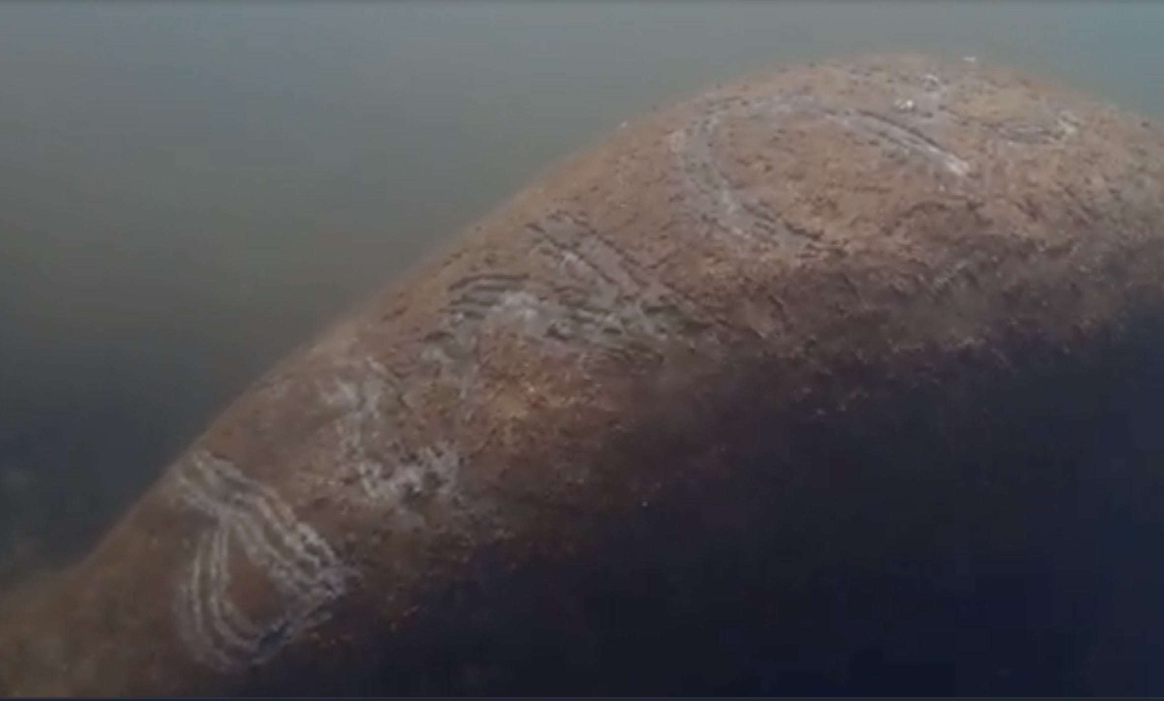 Wildlife investigation launched after manatee found with ‘Trump’ scraped on its back