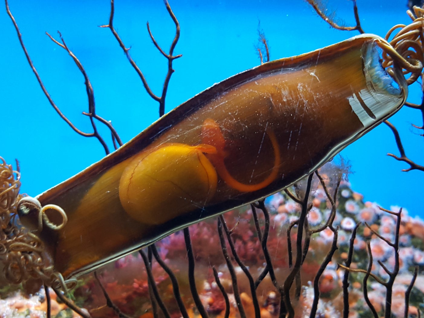 Catshark embryo. Researchers say various shark species could be at risk due to warming ocean temperatures