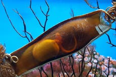 Warming oceans mean baby sharks born ‘exhausted and undernourished’