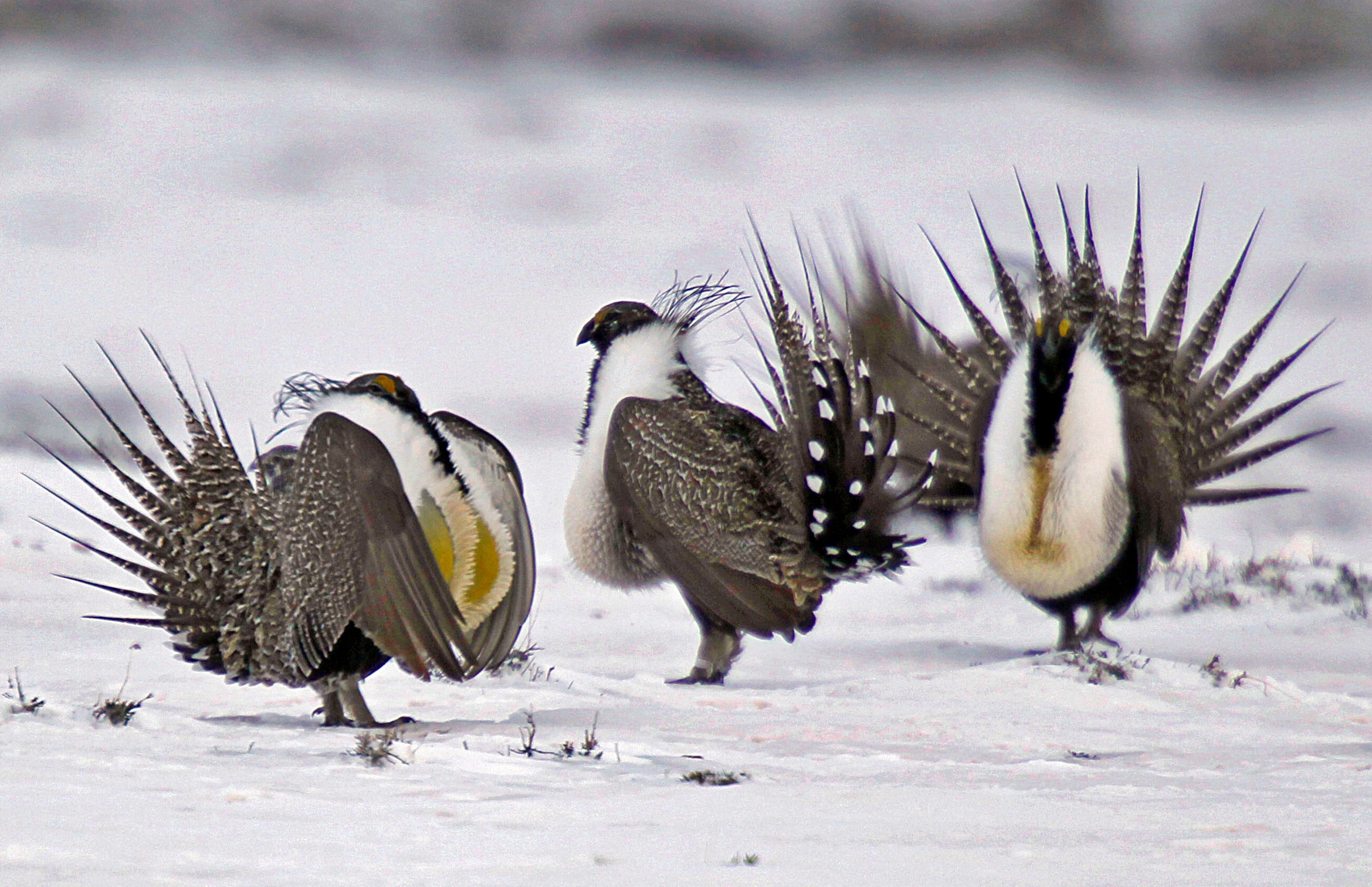 Sage Grouse Energy Leases