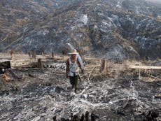 Area of forest twice the size of UK cut down in just over a decade