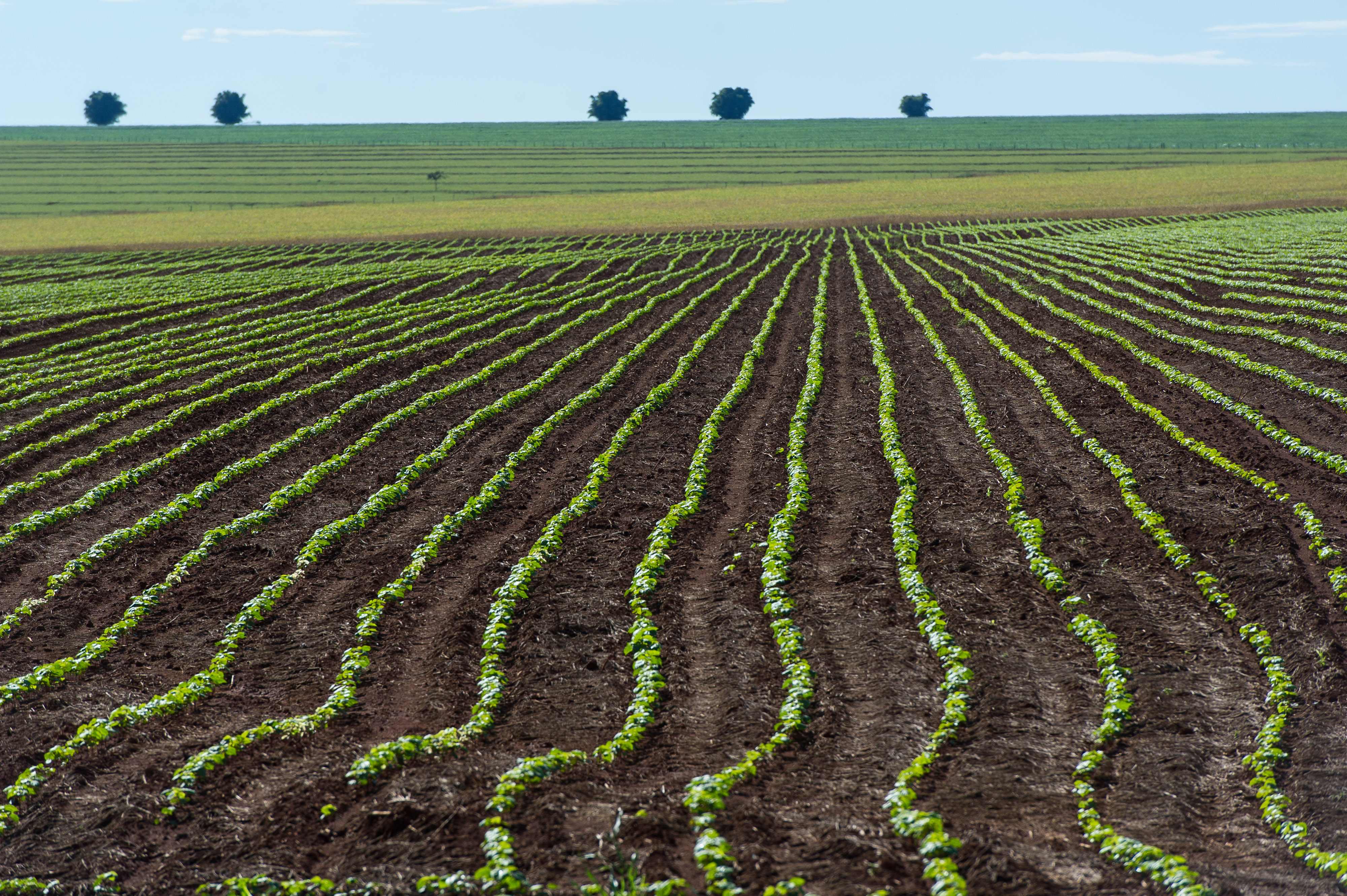 Stock photo of a soybean field in the Cerrado region of western Brazil