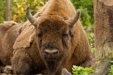 We must get behind radical rewilding initiatives such as reintroducing bison to Britain