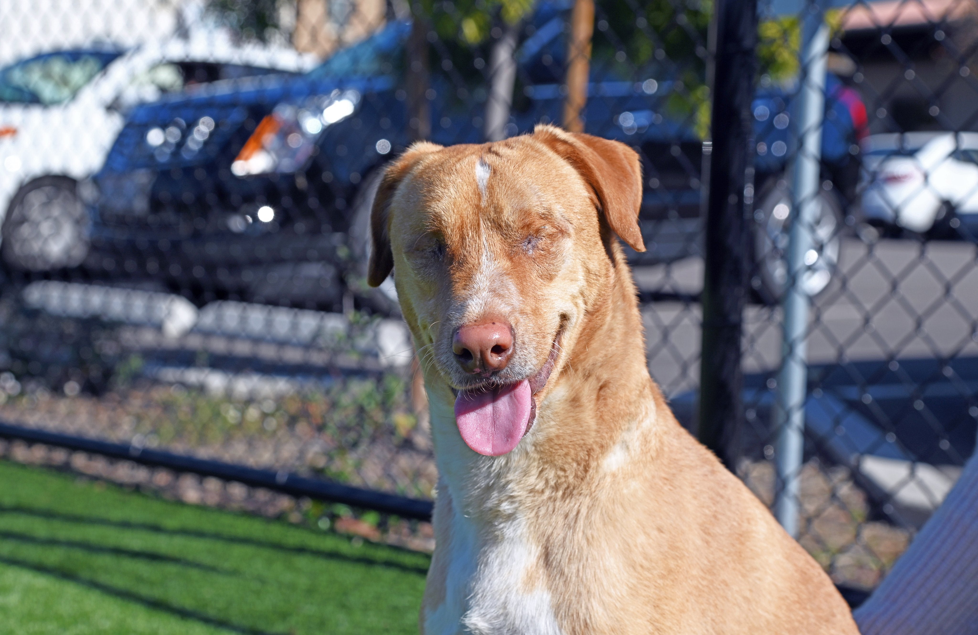 Animal shelter receives $12,000 in donations after sharing story of dog who was left blind by previous owners