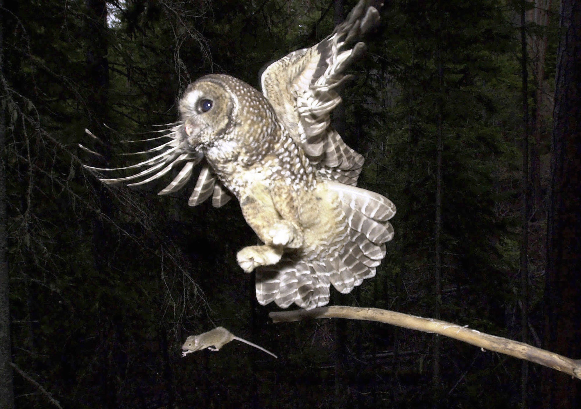 Spotted Owl Protected Habitat