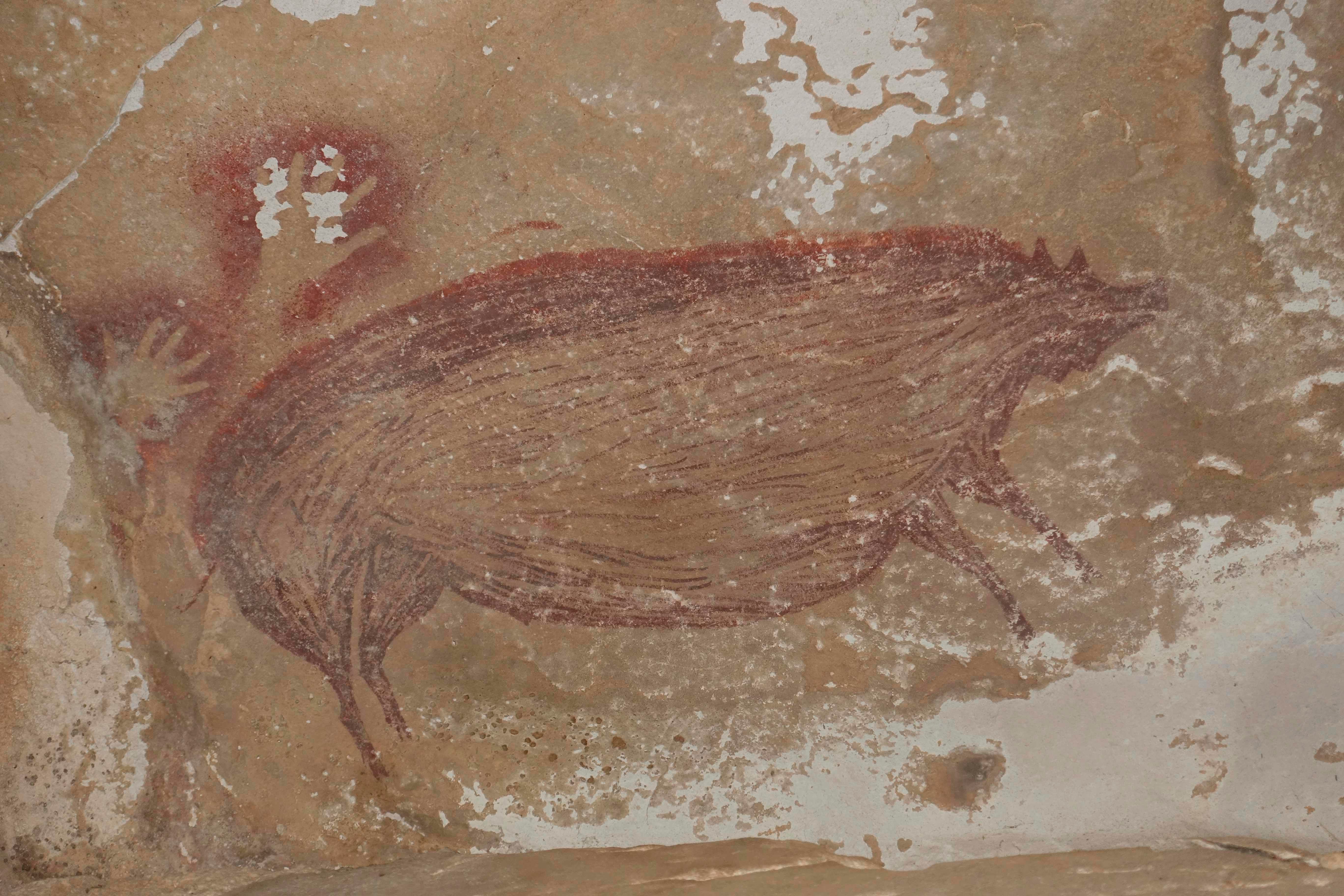 This undated handout photo shows a dated pig painting at Leang Tedongnge in Sulawesi, Indonesia.