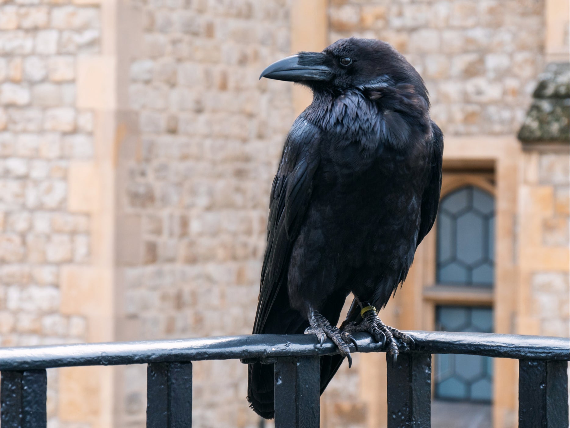 A raven at the Tower of London