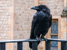 Raven missing from Tower of London and feared dead