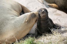 New Zealand city closes busy road for a month to let sea lions nest