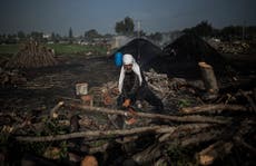 Sparse trees, little work for woodcutters in squeezed Gaza