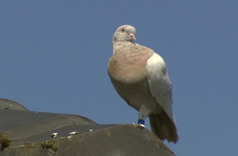 Bird was discovered in Melbourne on 26 December