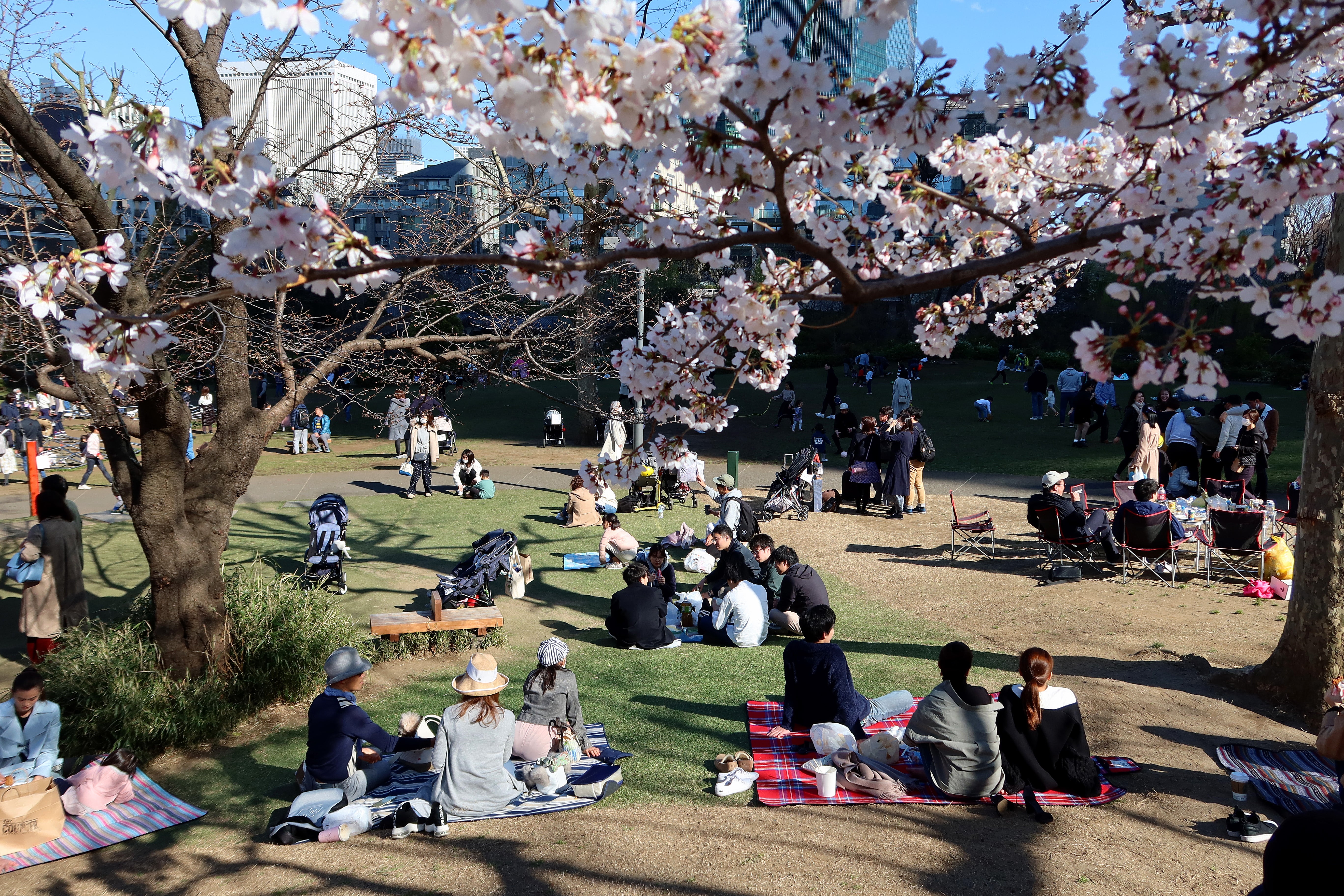 Due to weather patterns, the trees flower at different times across the country