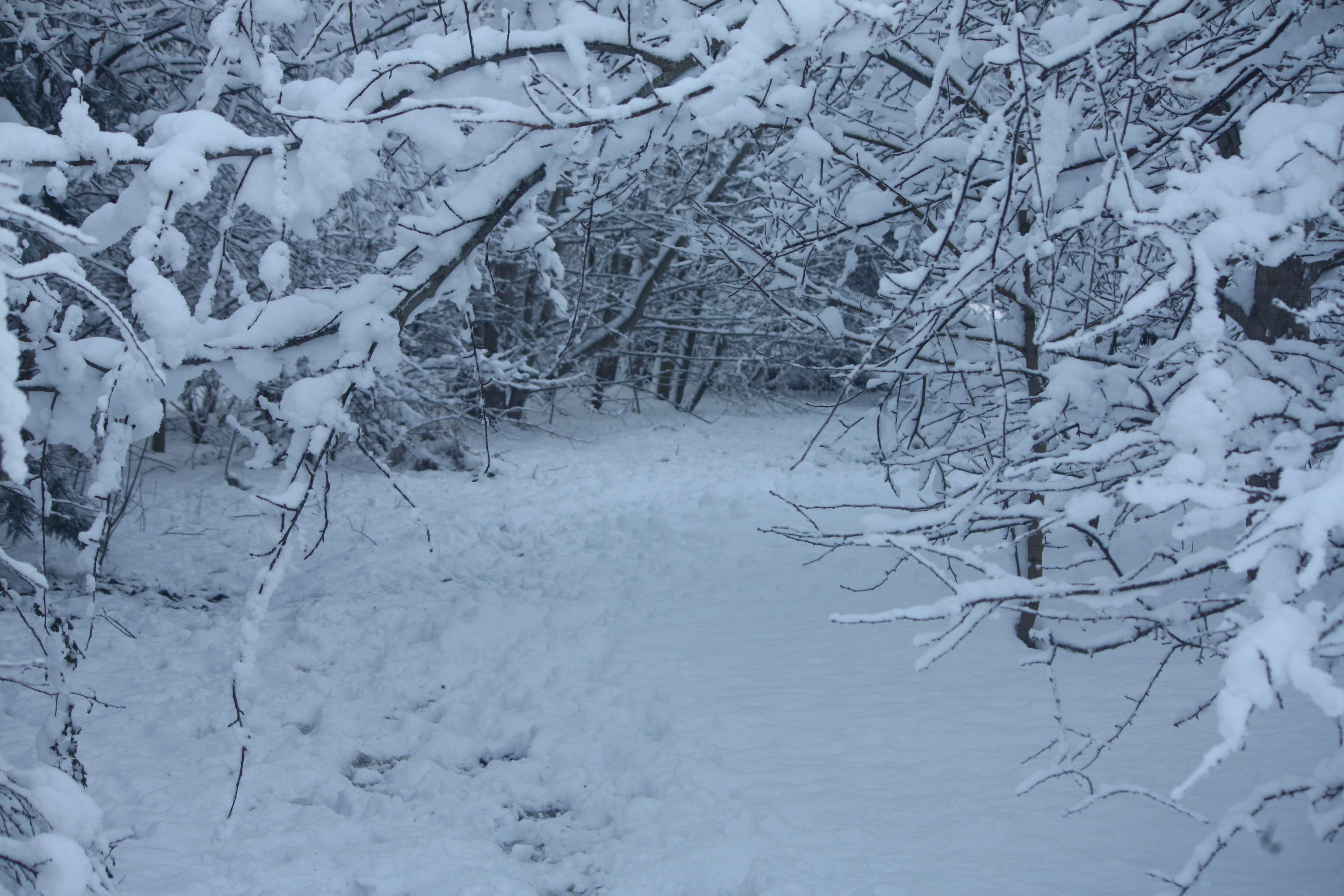 Rotary Wood, Harrogate, pictured in January 2021