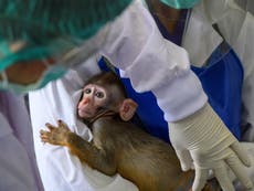 US plan to breed 10,000 monkeys a year for medical experiments means industrial farming of primates, say critics