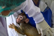 US plan to breed 10,000 monkeys a year for medical experiments means industrial farming of primates, say critics