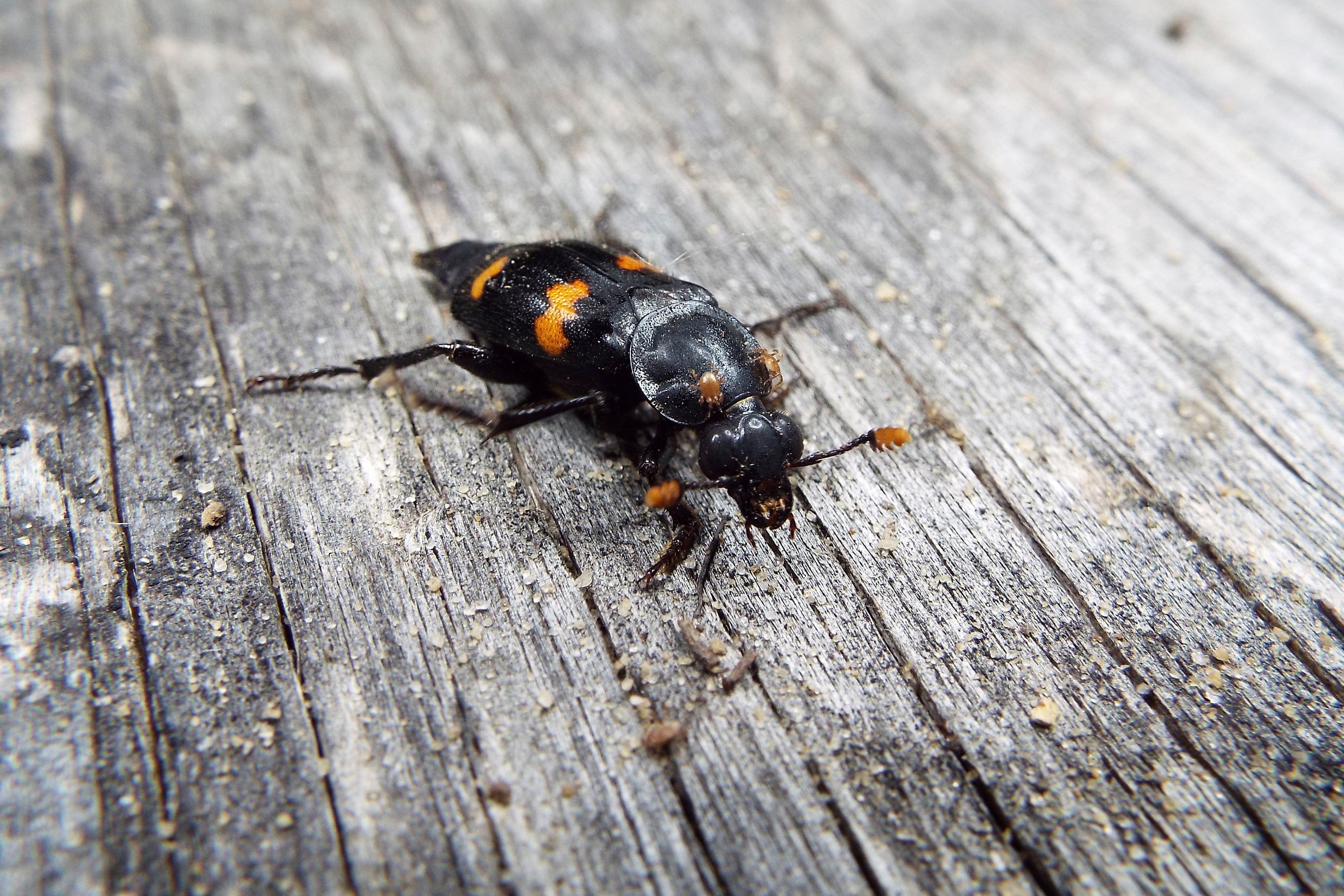 Burying Beetles