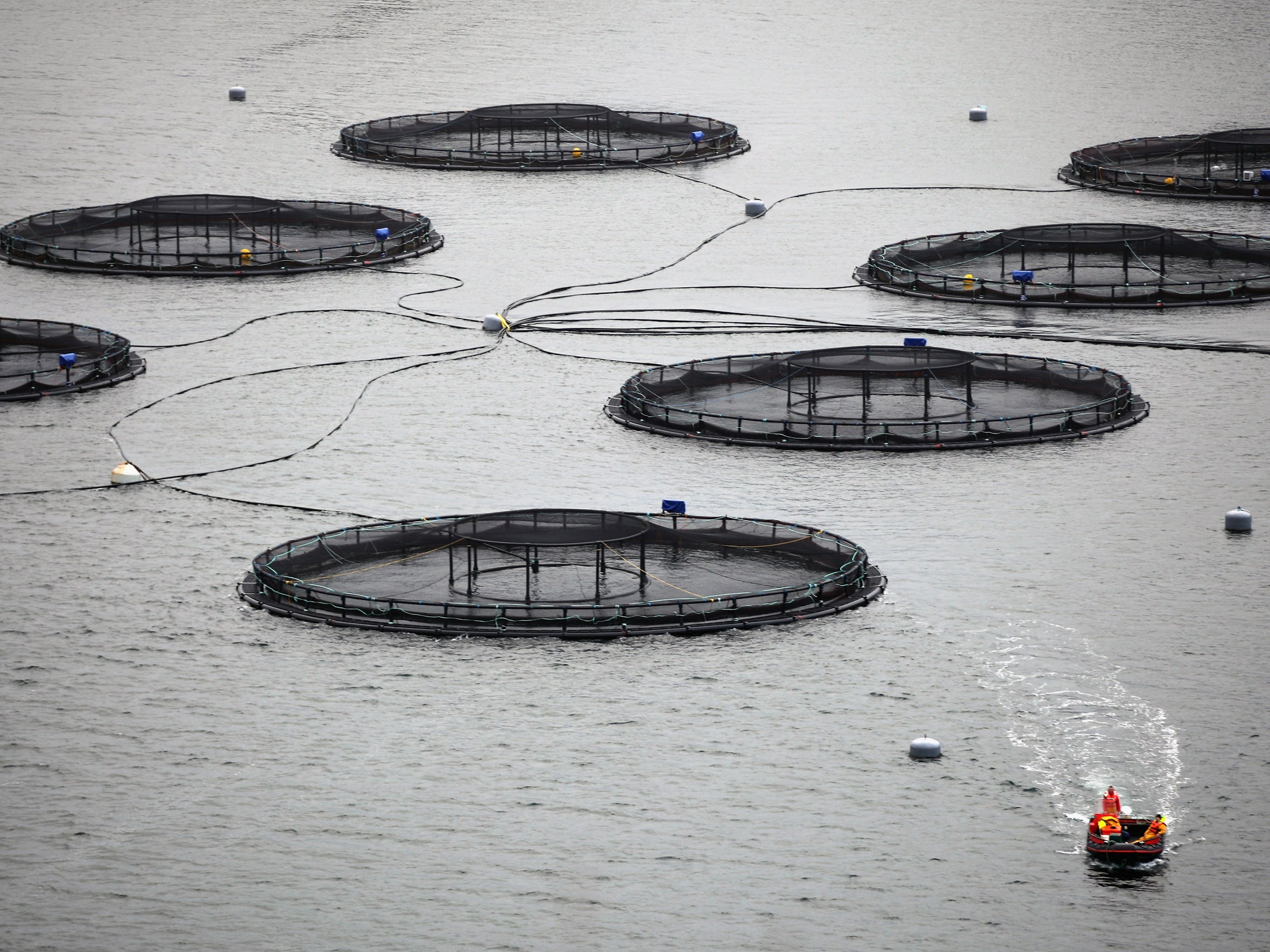 The Skye-based salmon farm was due to have anti-predator nets installed later this month