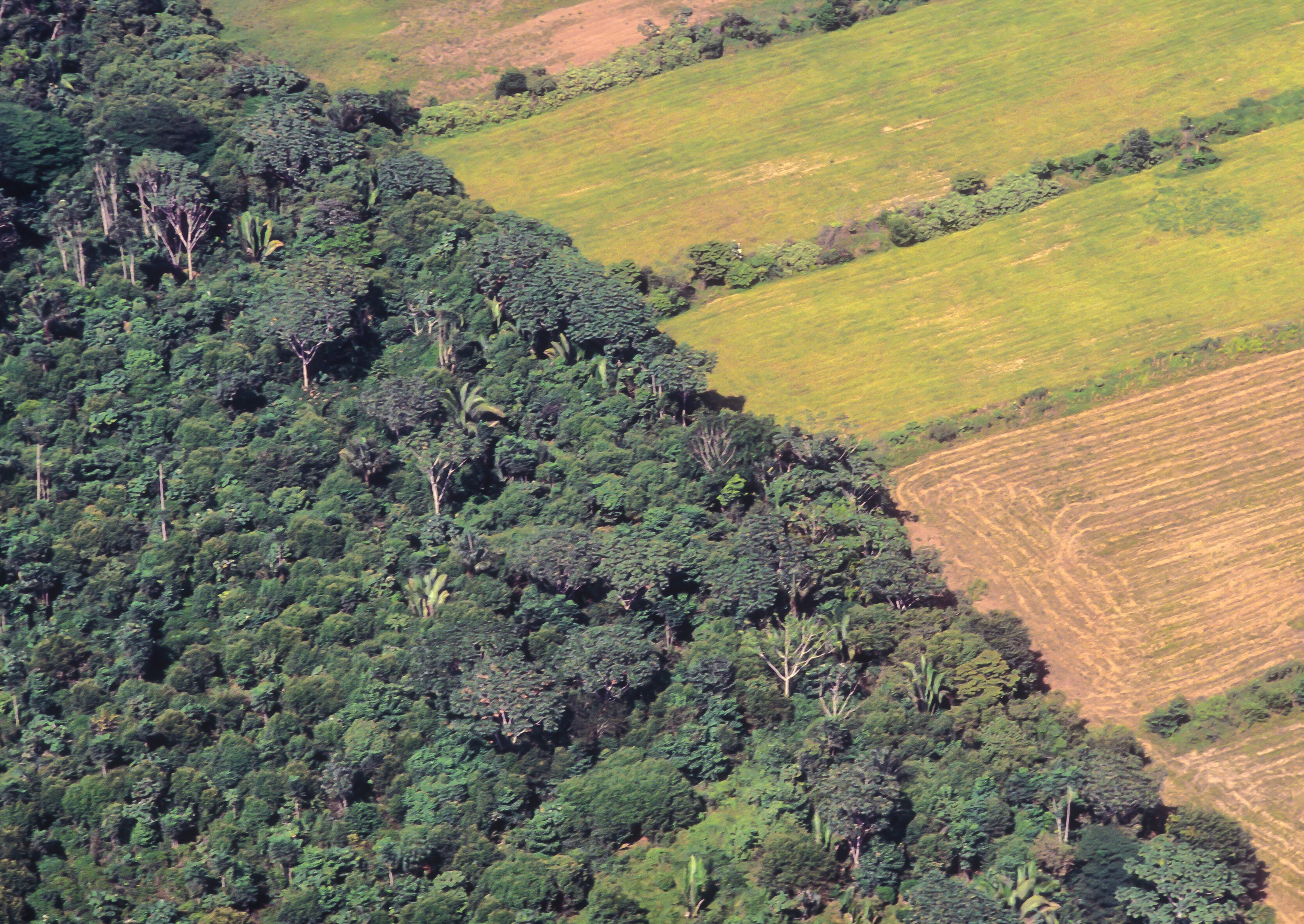 Soya bean plantations next to the original forest of the Amazon