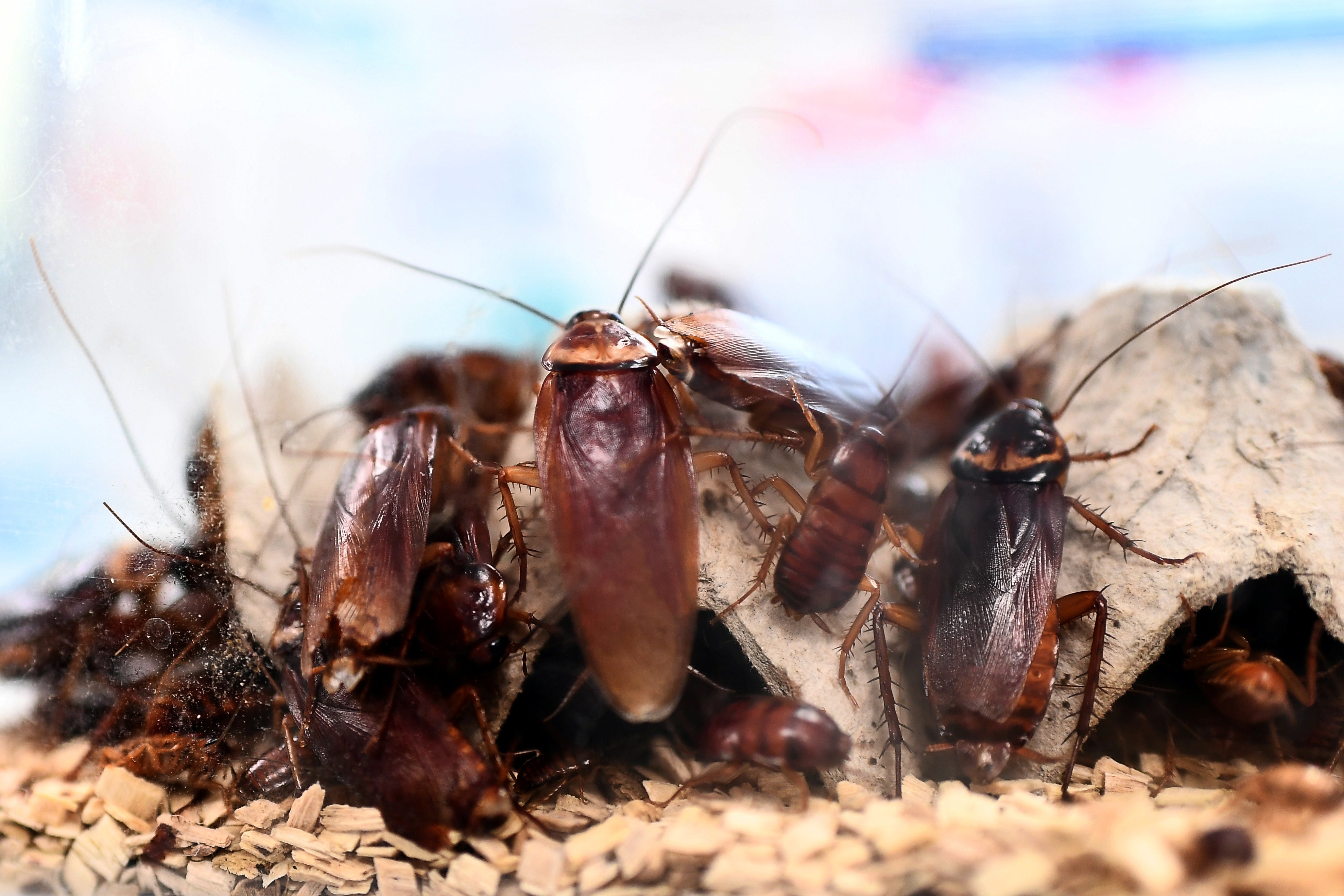 Surveillance video captured Suncha Tinerva, of Queens, New York, trying to poison her husband’s coffee with roach killer.