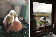Woman has lucky escape after swan smashes through bathroom window