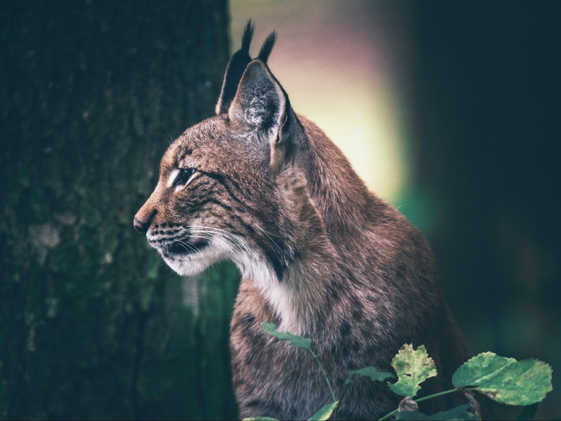 Populations of the Eurasian lynx have successfully been reestablished across Europe