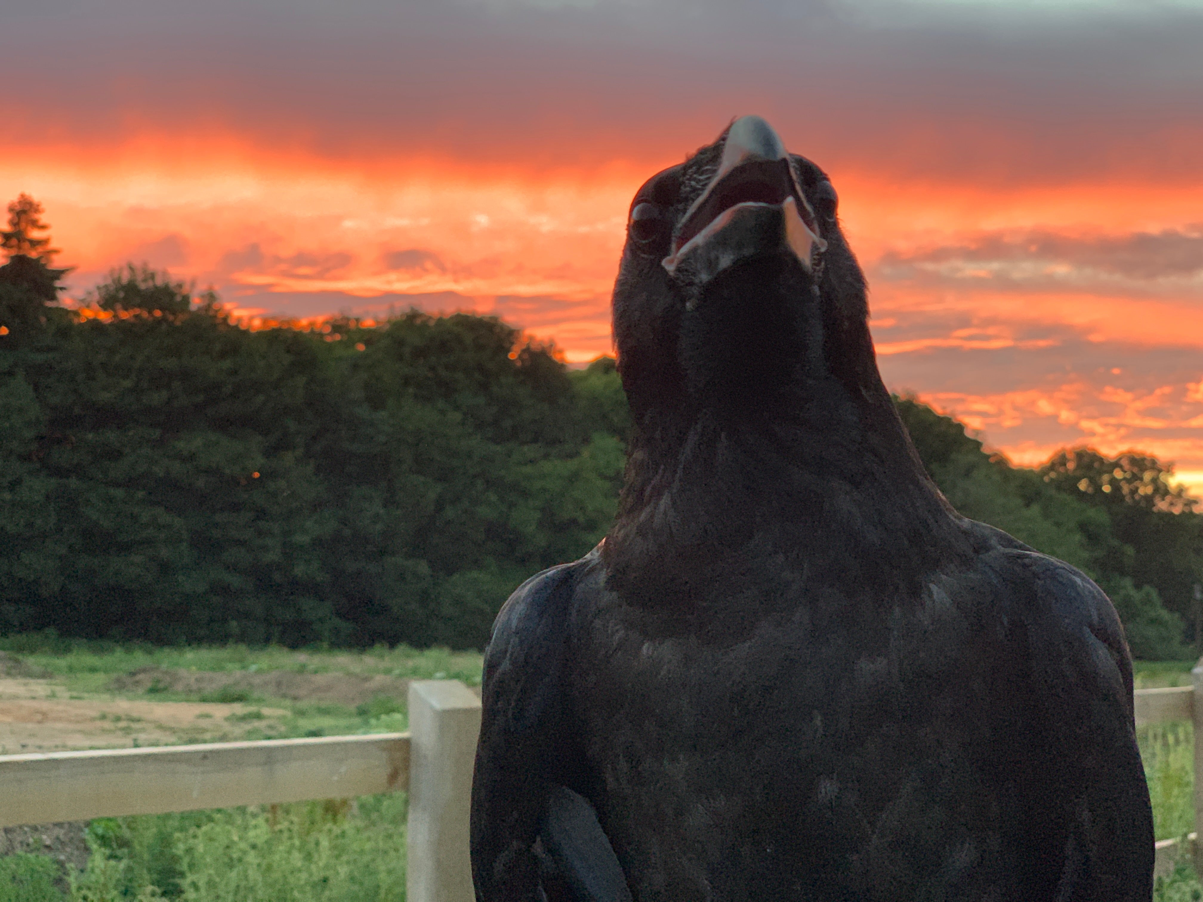 During the Blitz, the ravens served their country as plane spotters