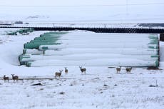 ‘Fossil fuel era rapidly coming to a close’: Climate activists rejoice as Keystone XL pipeline is axed 