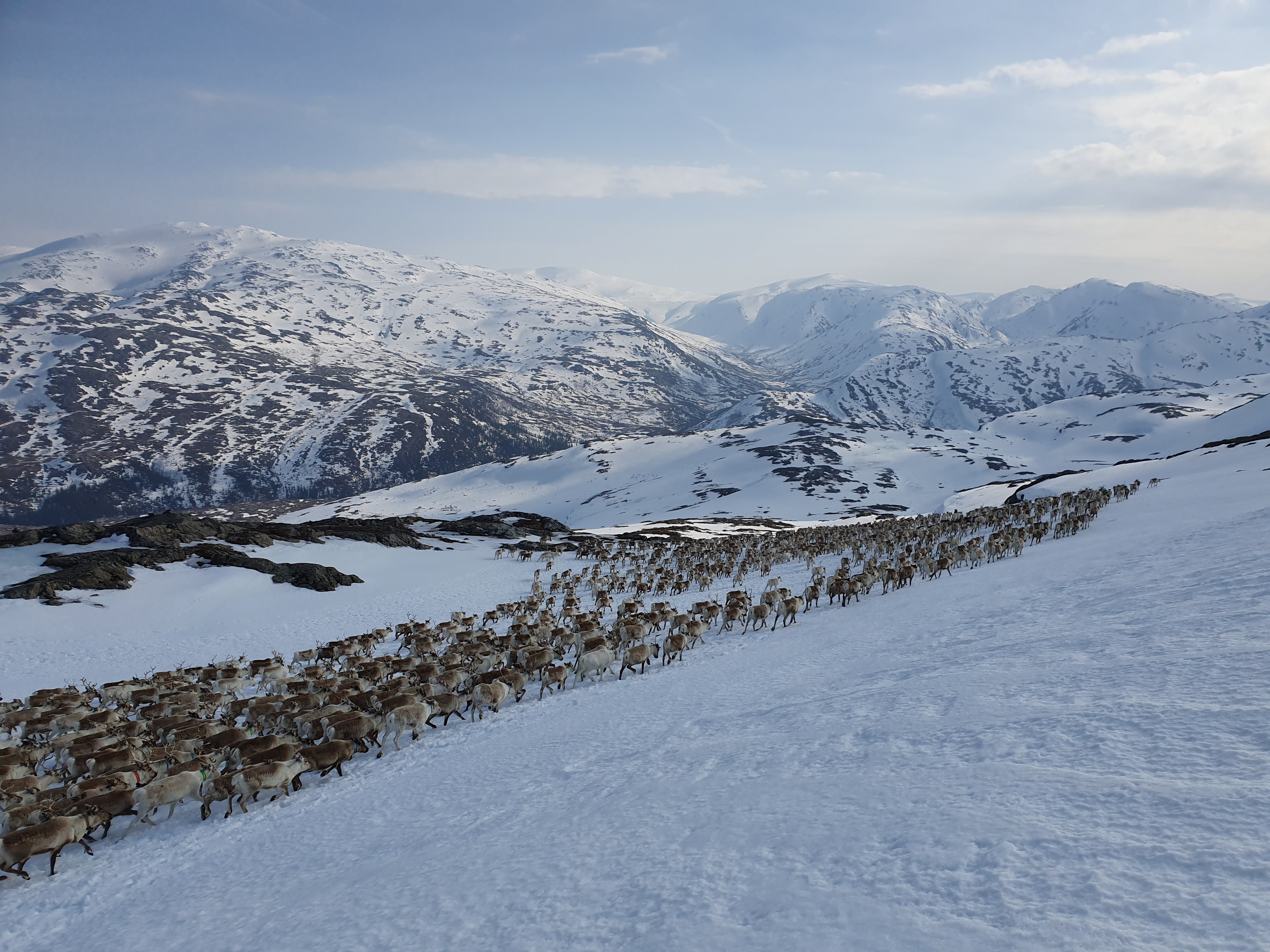 Sami herders believe there is no amount of money that can replace the life they lead