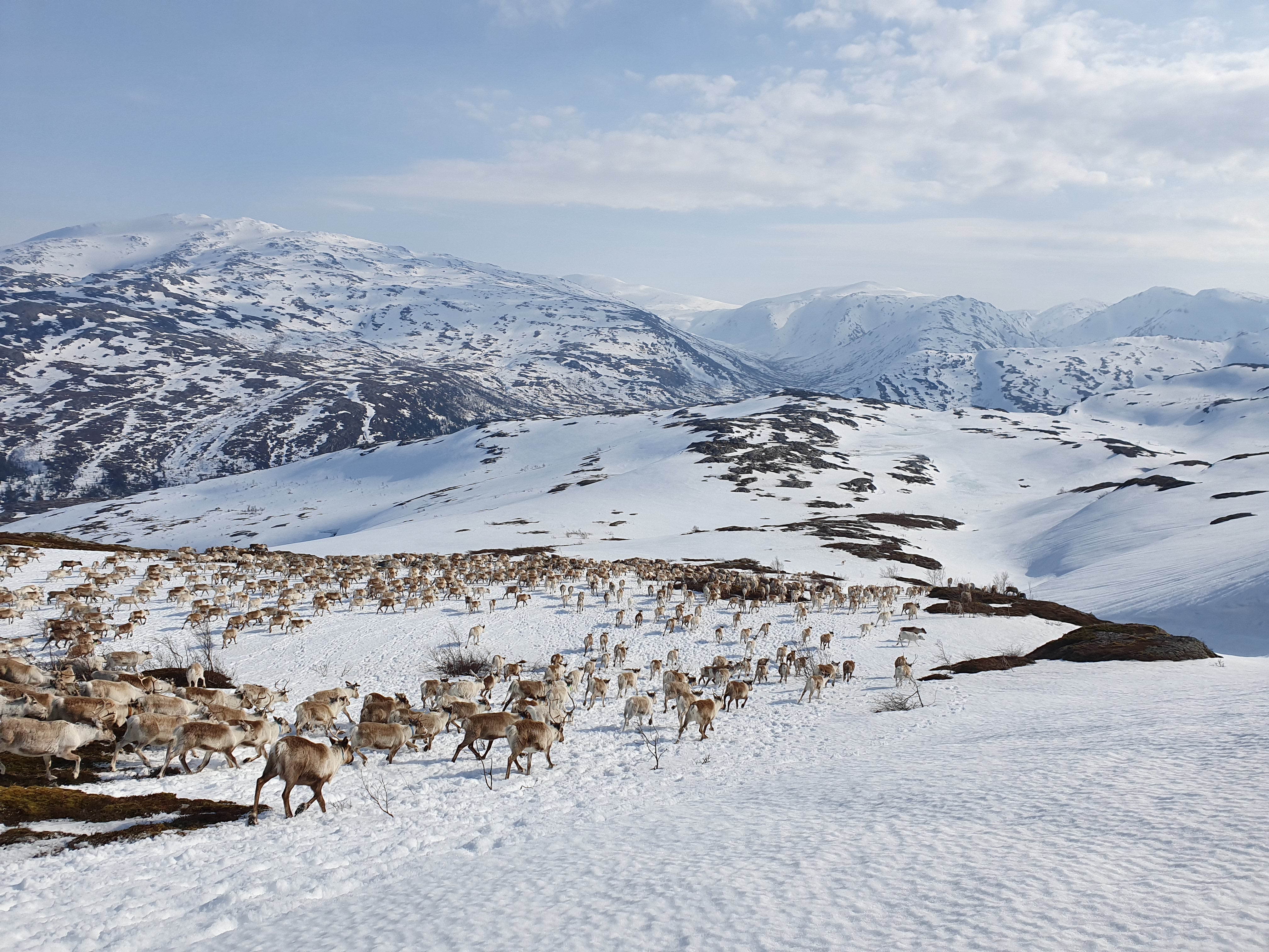 Herders in Nordland county fear the new wind farm will prevent them from steering their animals through the mountains