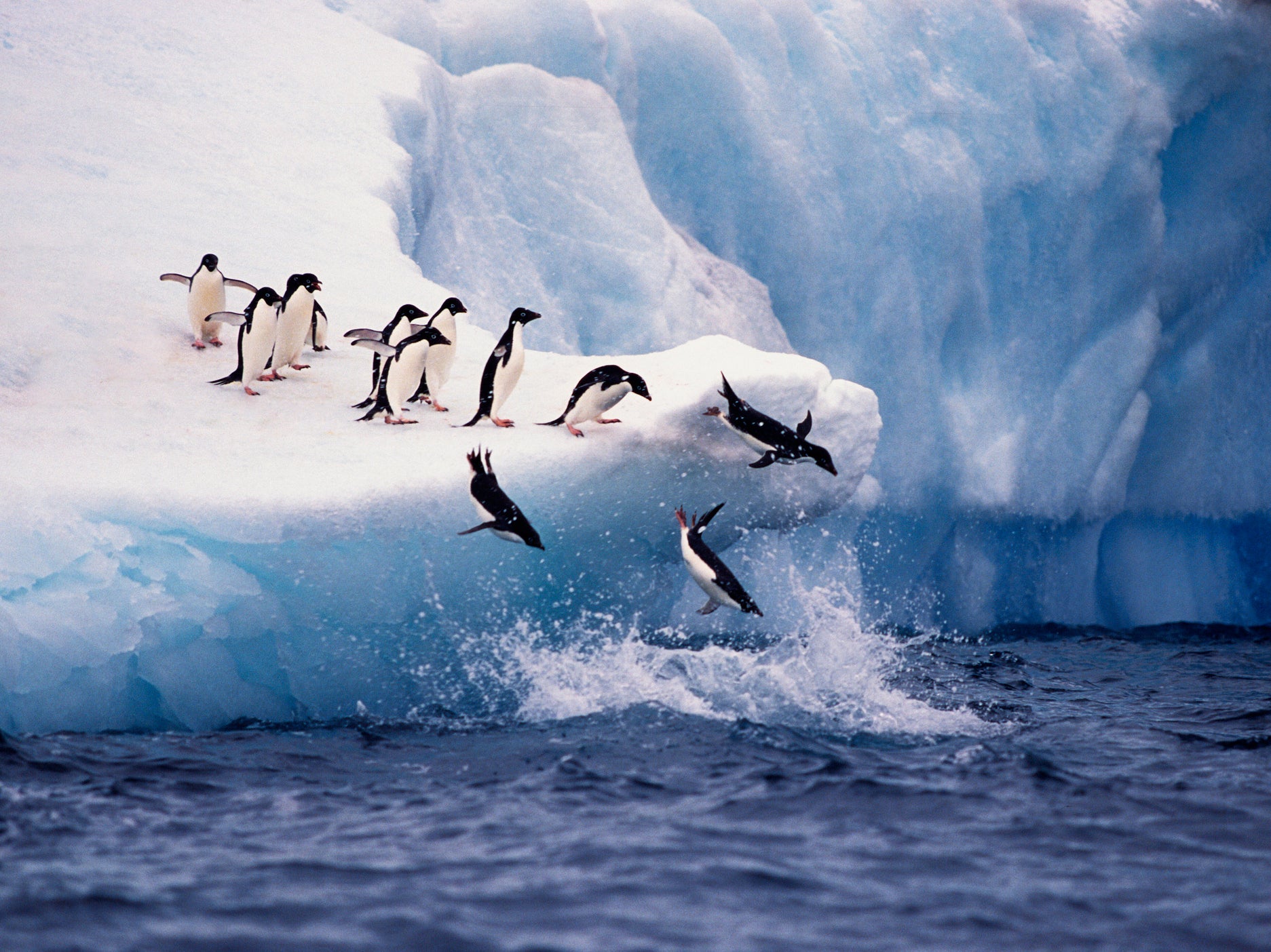 Adélie penguins jump from the ice into the sea off Paulette Island in Antarctica