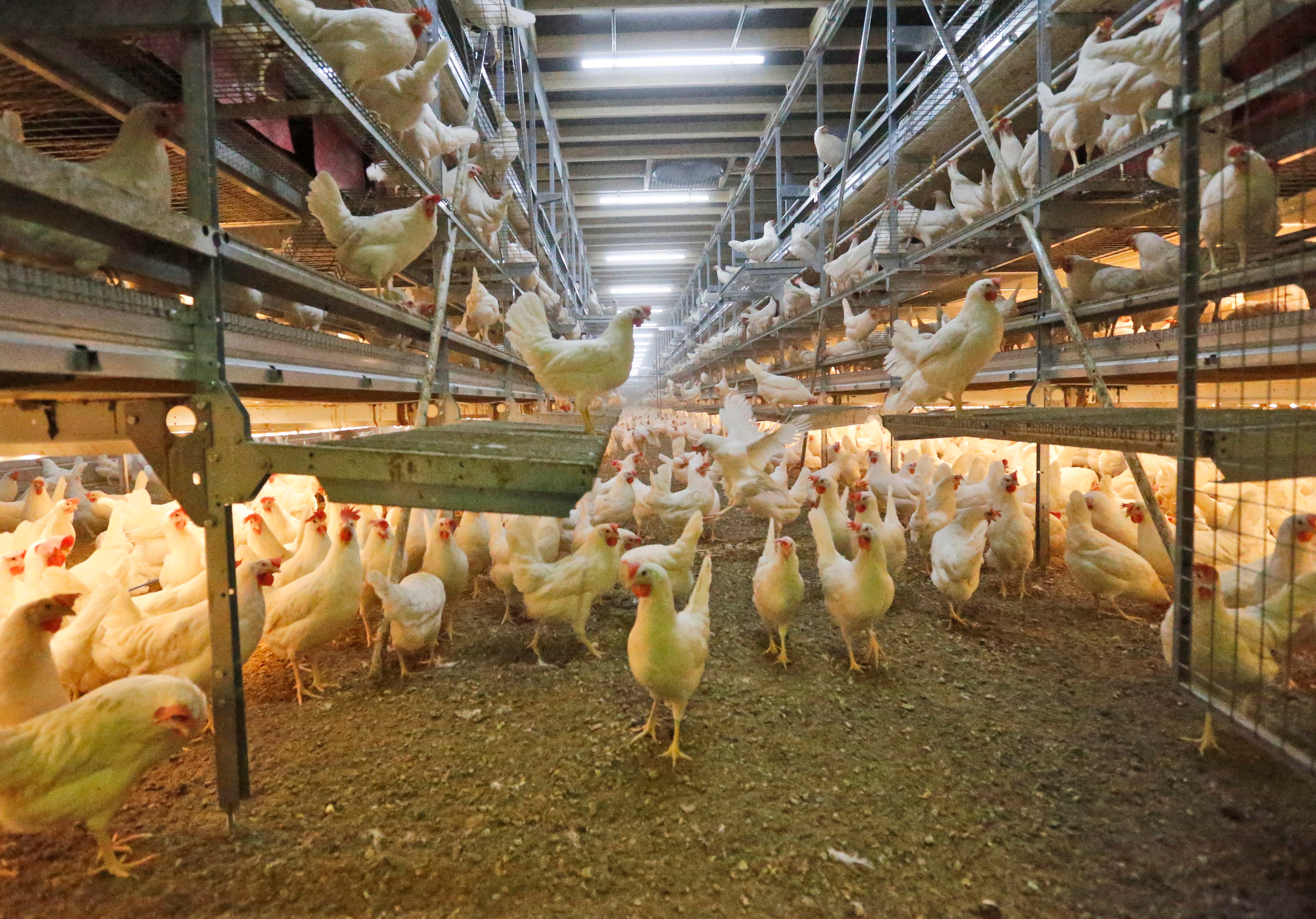 Germany Male Chicks