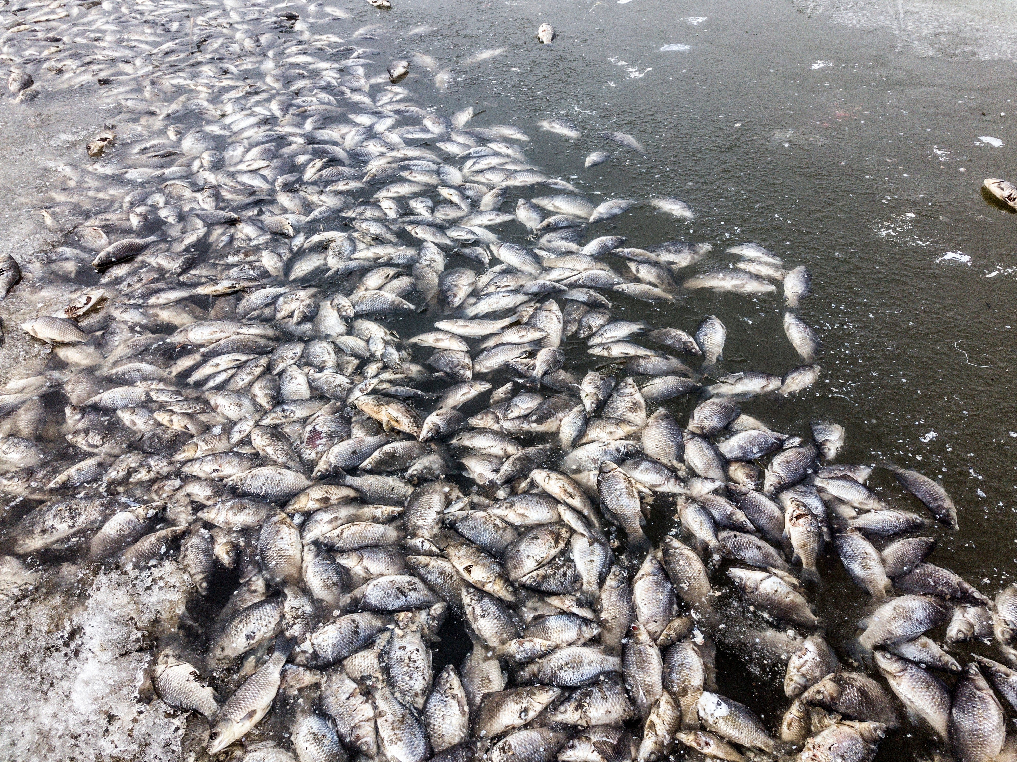 Lake heatwaves have been linked to mass fish deaths