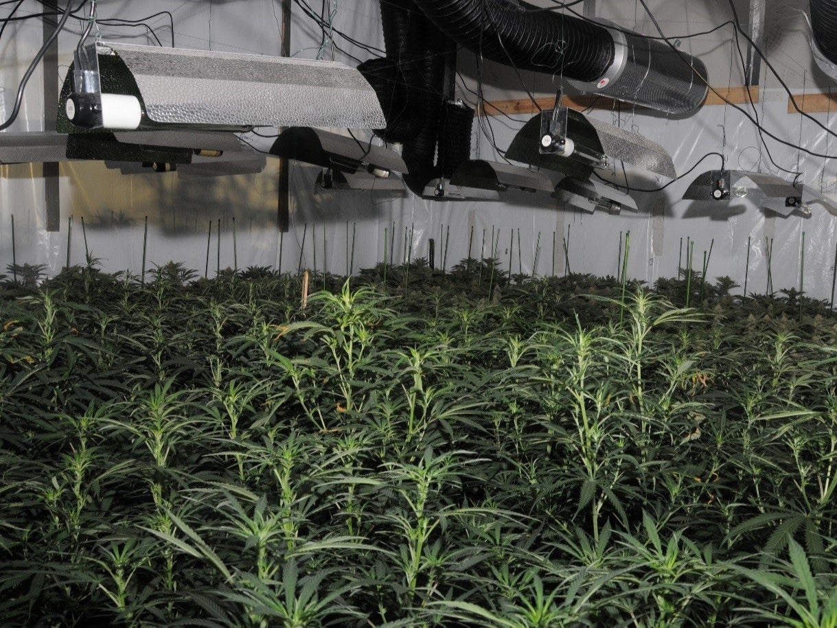 City of London Police have discovered the first cannabis factory in the area close to the Bank of England