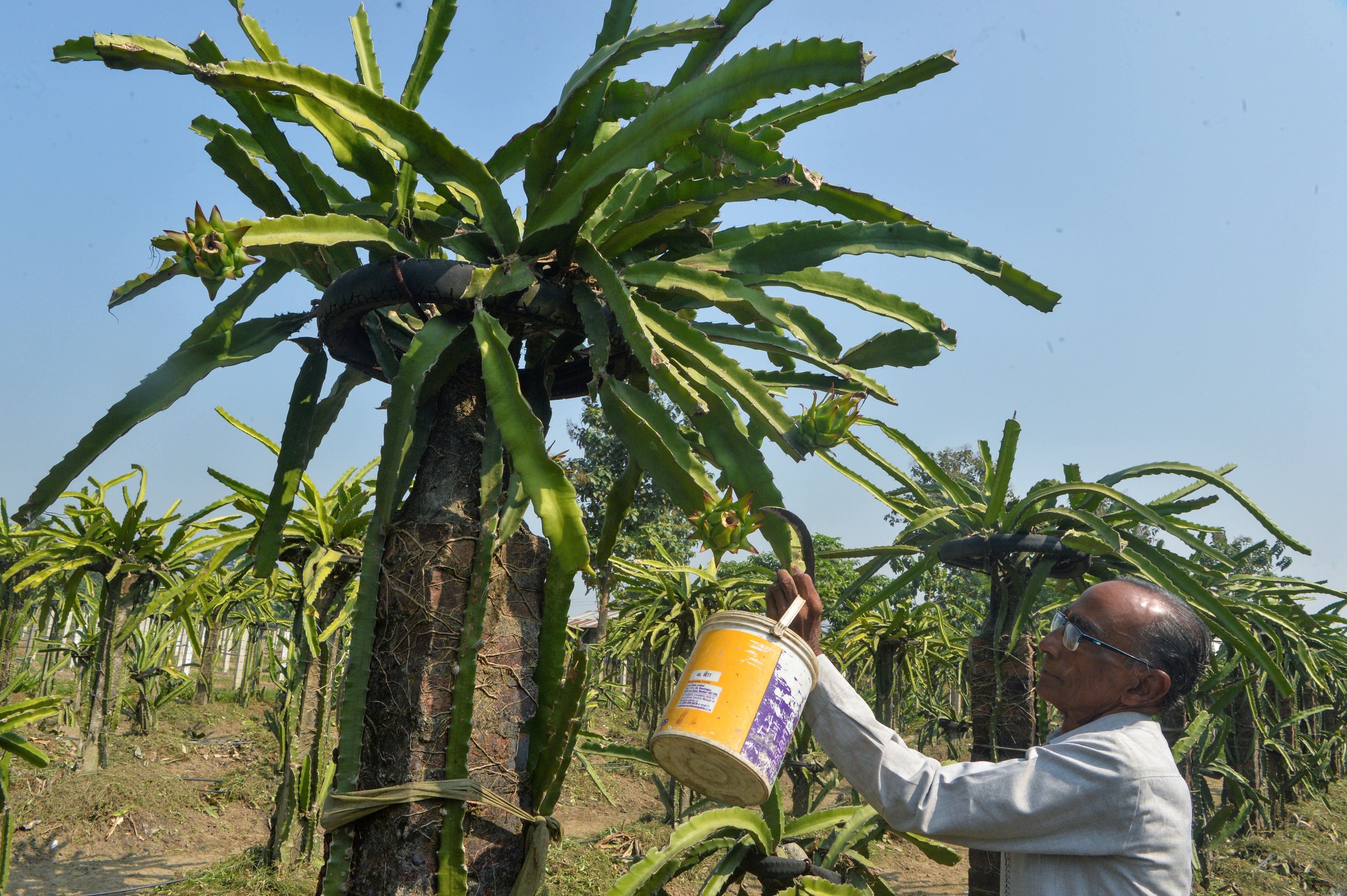 File image: India has recently started cultivating the dragon fruit, which has origins in Americas, and not China