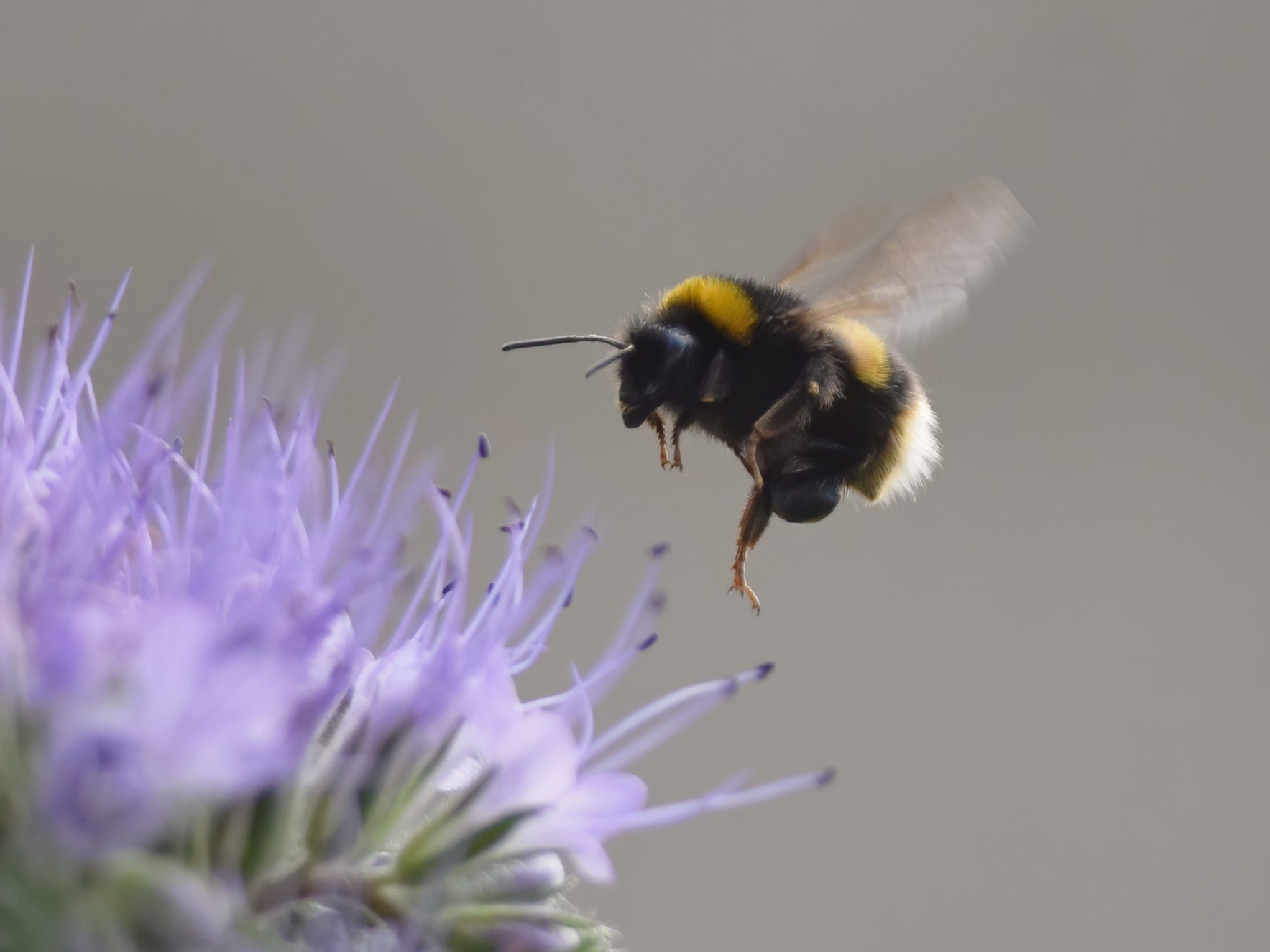 Plight of the bumblebee: Both bees and flies struggle to catch a few Zs after coming into contact with neocotinoids