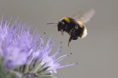 Pesticide set for return in UK despite EU ban ‘stops bees sleeping’