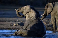 Stop the Illegal Wildlife Trade: Technology to count elephants from space offers anti-poaching hope