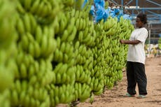 Brexit tariffs of £100,000 slapped on Fairtrade bananas from Africa