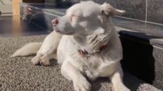 Devoted dog waits for days outside hospital for owner