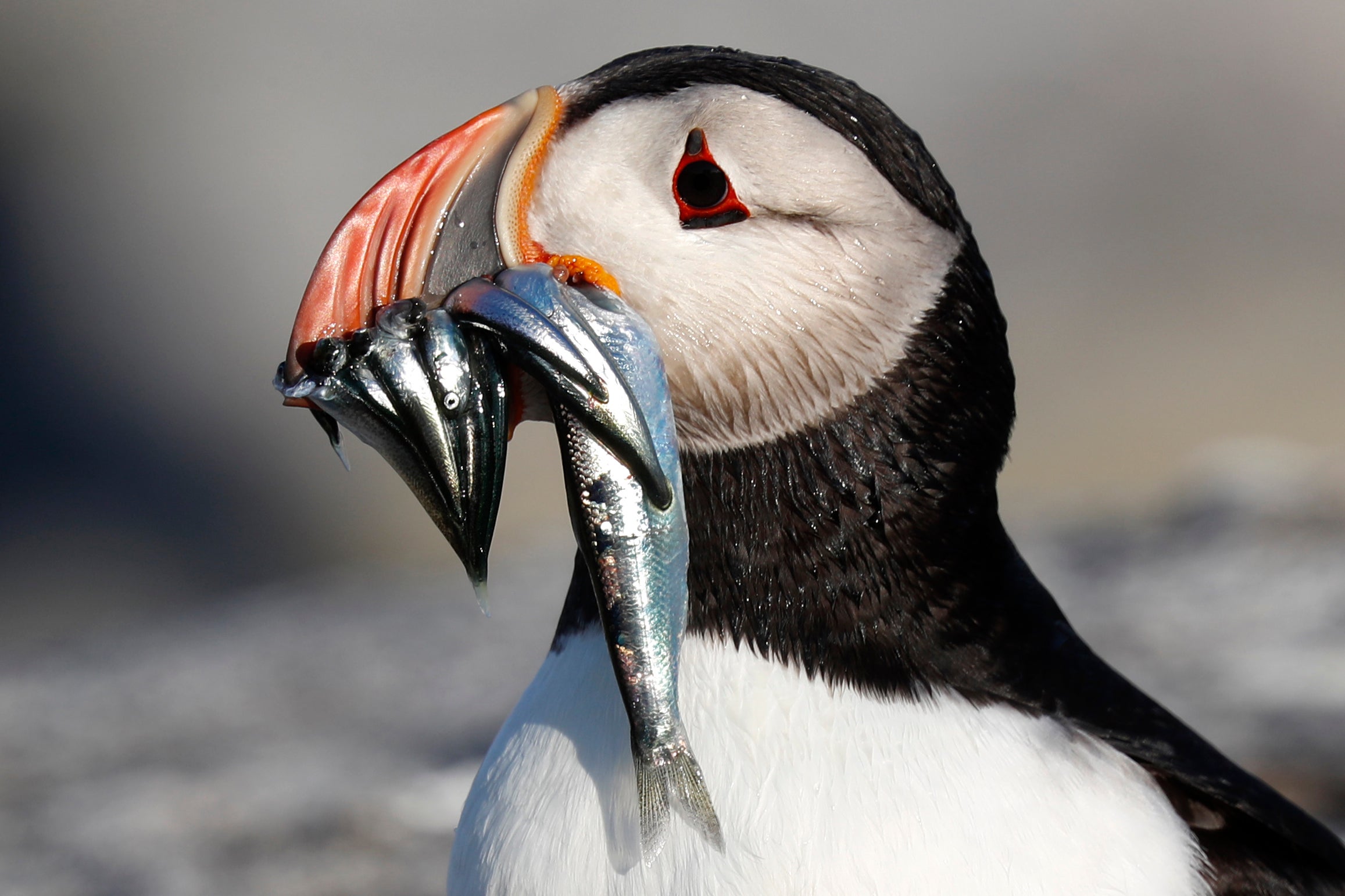 Puffin Rebound