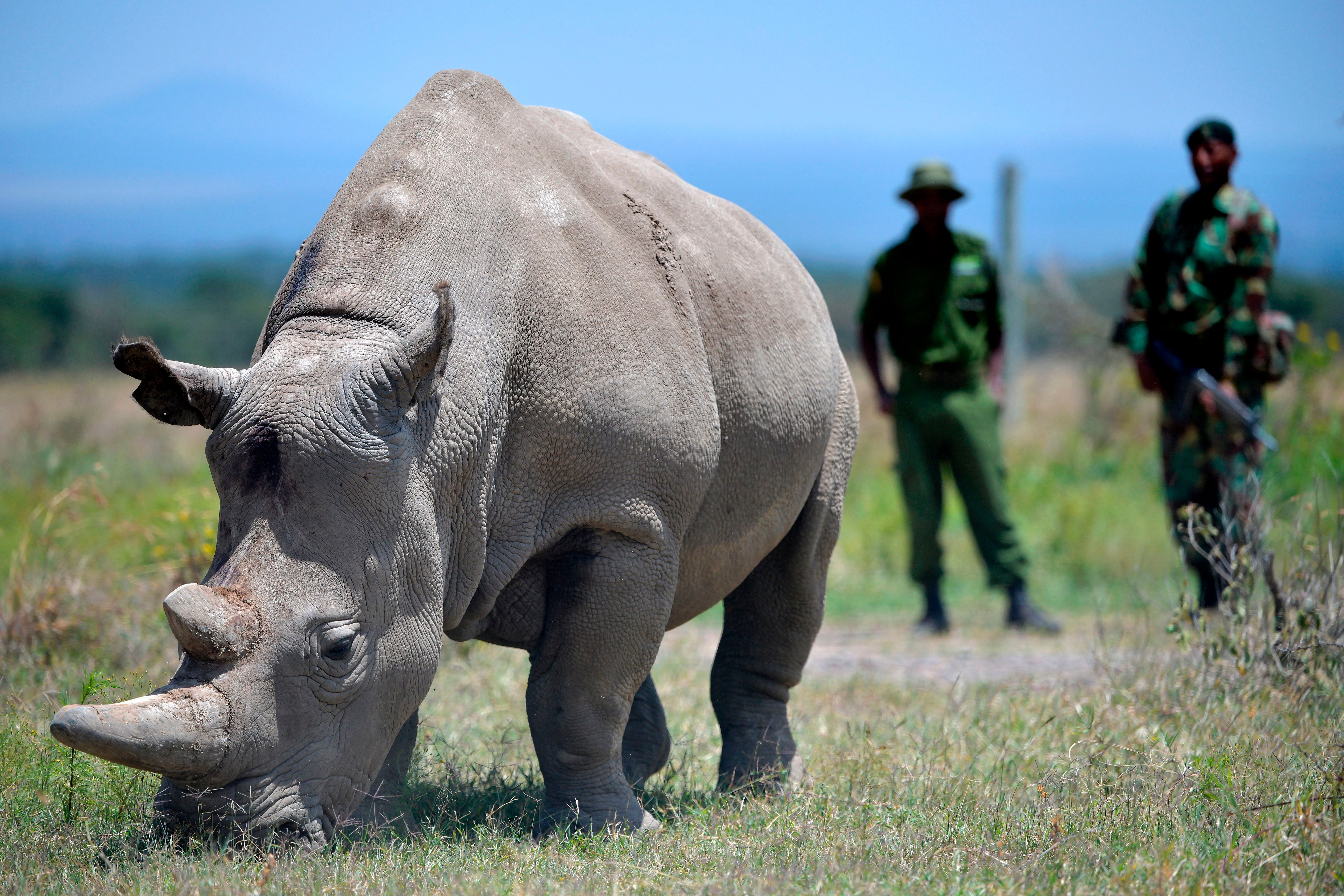 A rhino grazes at the Ol Pejeta Conservancy in Nanyuki, 90 miles north of the Kenyan capital, Nairobi