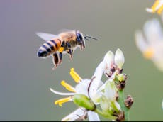 Quarter of all known bees ‘not seen since 1990’