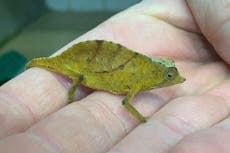 Man caught trying to smuggle 74 chameleons into Austria