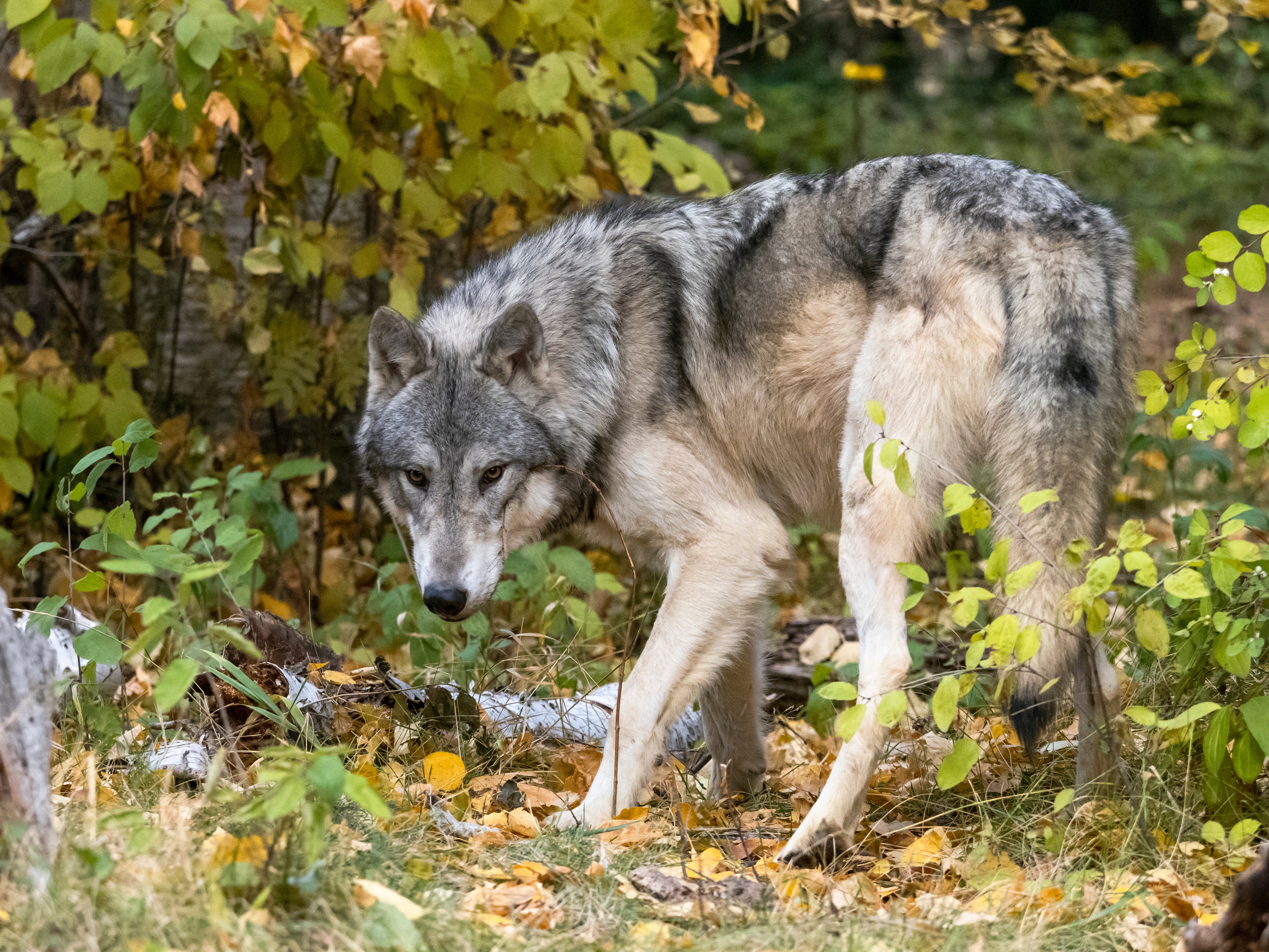 New research appears to have traced the earliest dogs to around 21,000BC