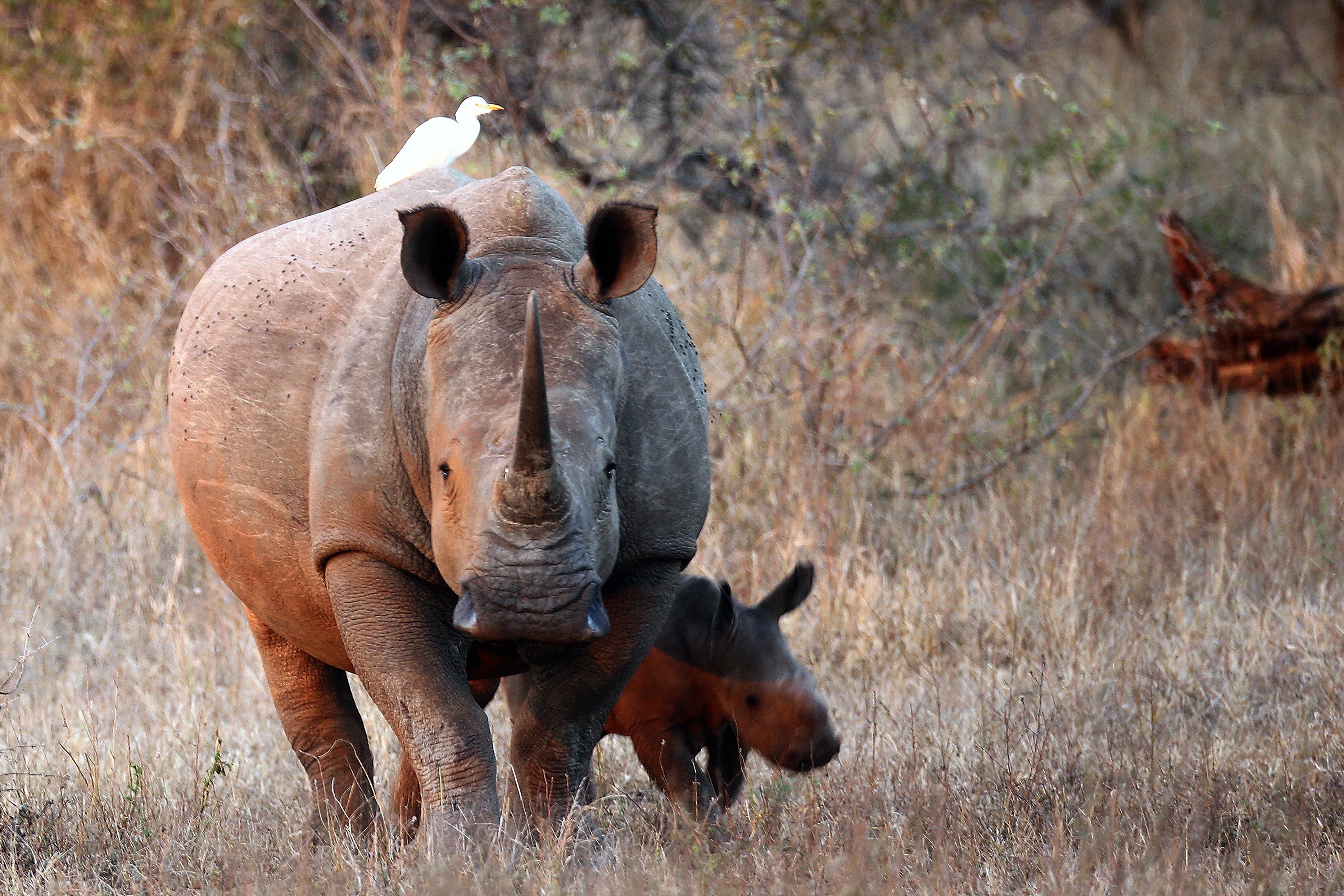 A newly born White Rhinoceros walks with it's mother in the Kruger National Park on 7 July 2013 in Lower Sabie, South Africa
