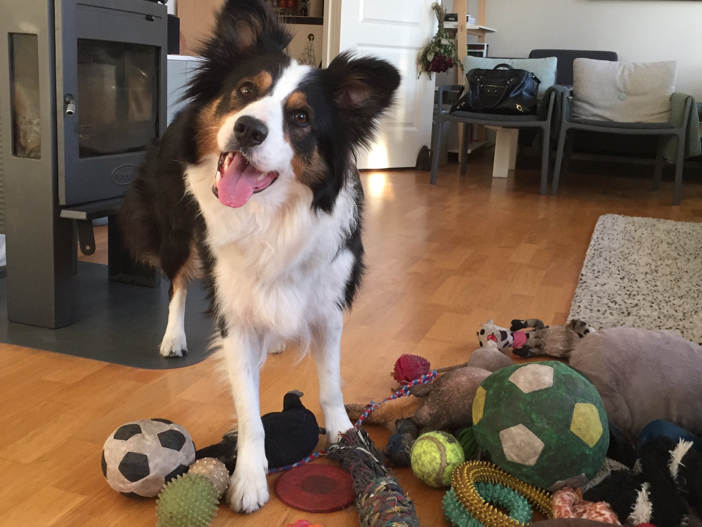 Clever Whisky with some of her toys