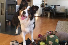 Clever dogs ‘learn new words after hearing them just four times’