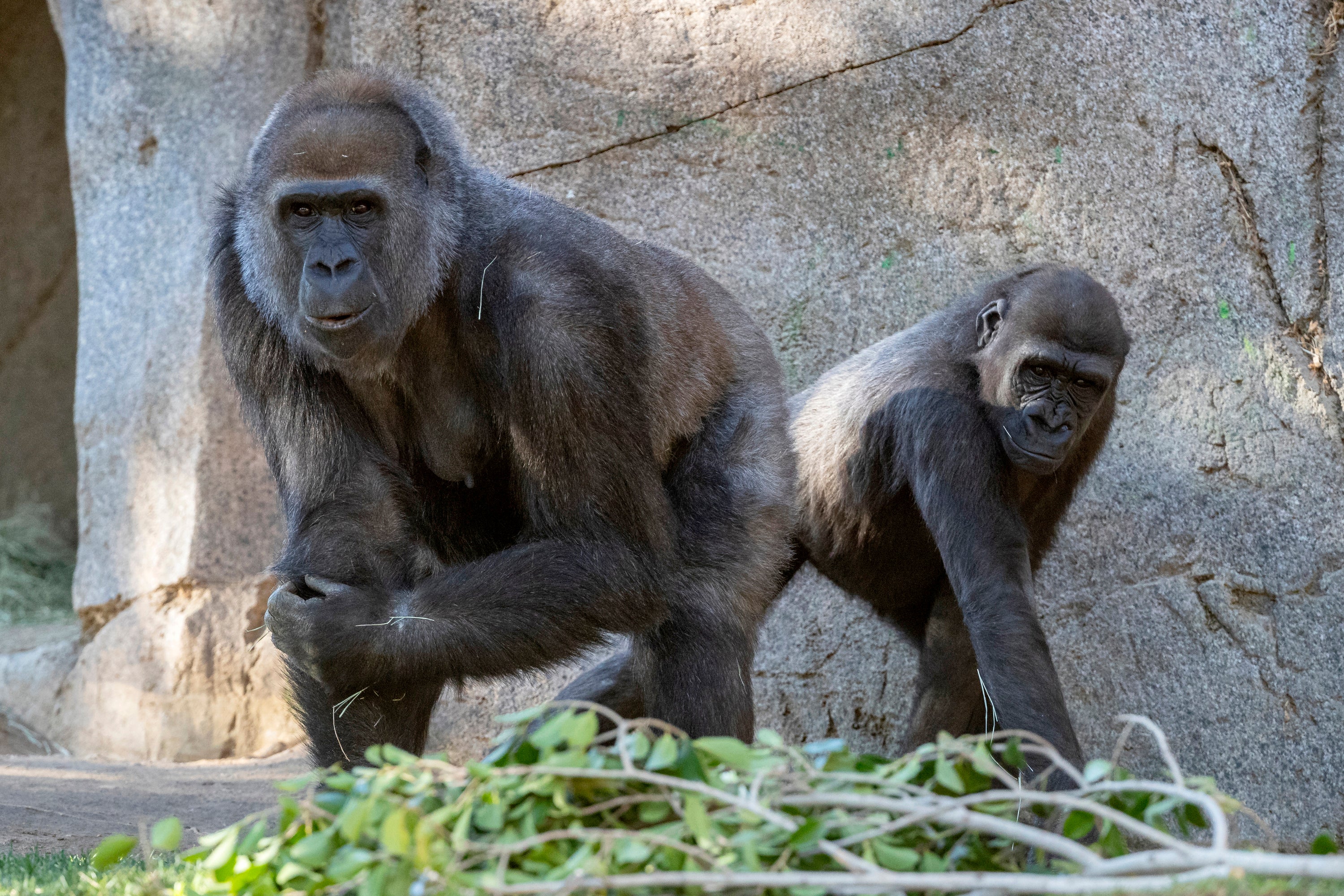 US Virus Outbreak Gorillas