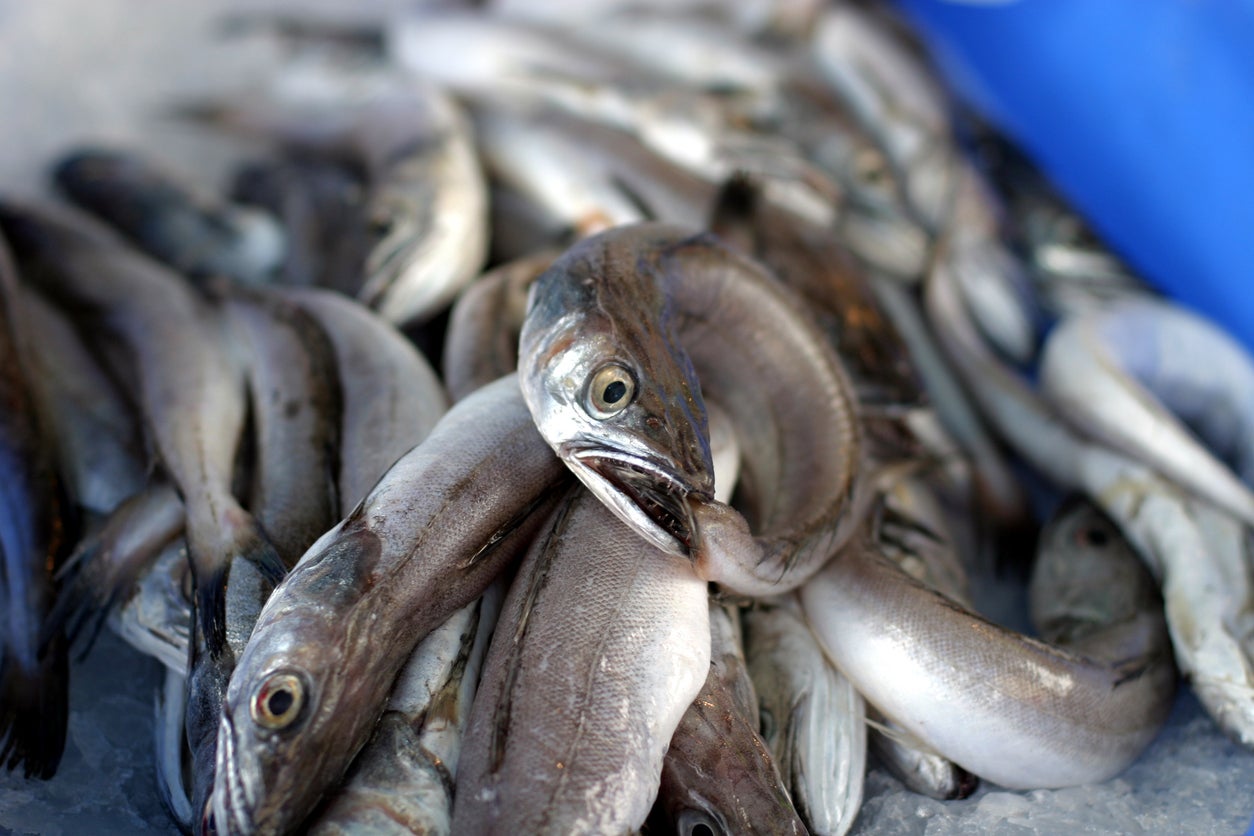 ‘Significant’ amount of NI eels end up in London pie and mash shops, industry says